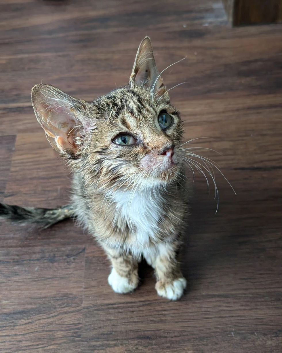 stray tabby kitten