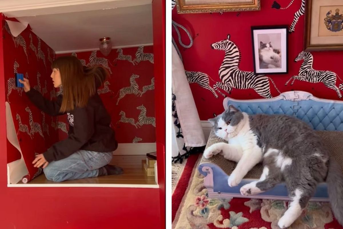 cat furniture, cat beds, cat tree, cat enrichment