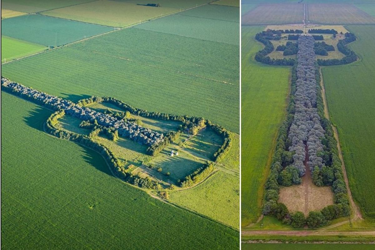 forest of trees shaped like a guitar in the middle of farmland