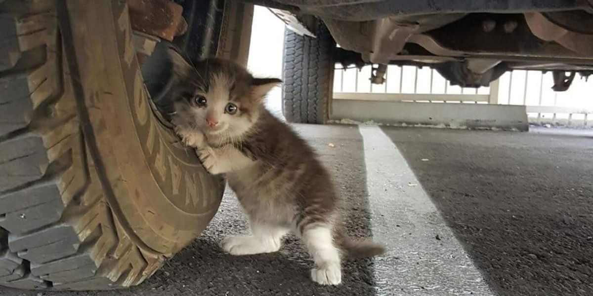 Kitten was So Small When He was Found, Now He Fetches 'Gifts' for