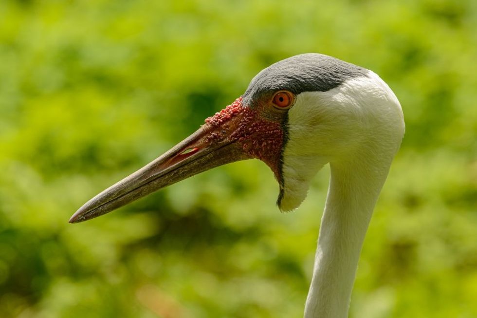 Wildlife rehab center uses clever costume to teach orphaned crane how to drink from a pond