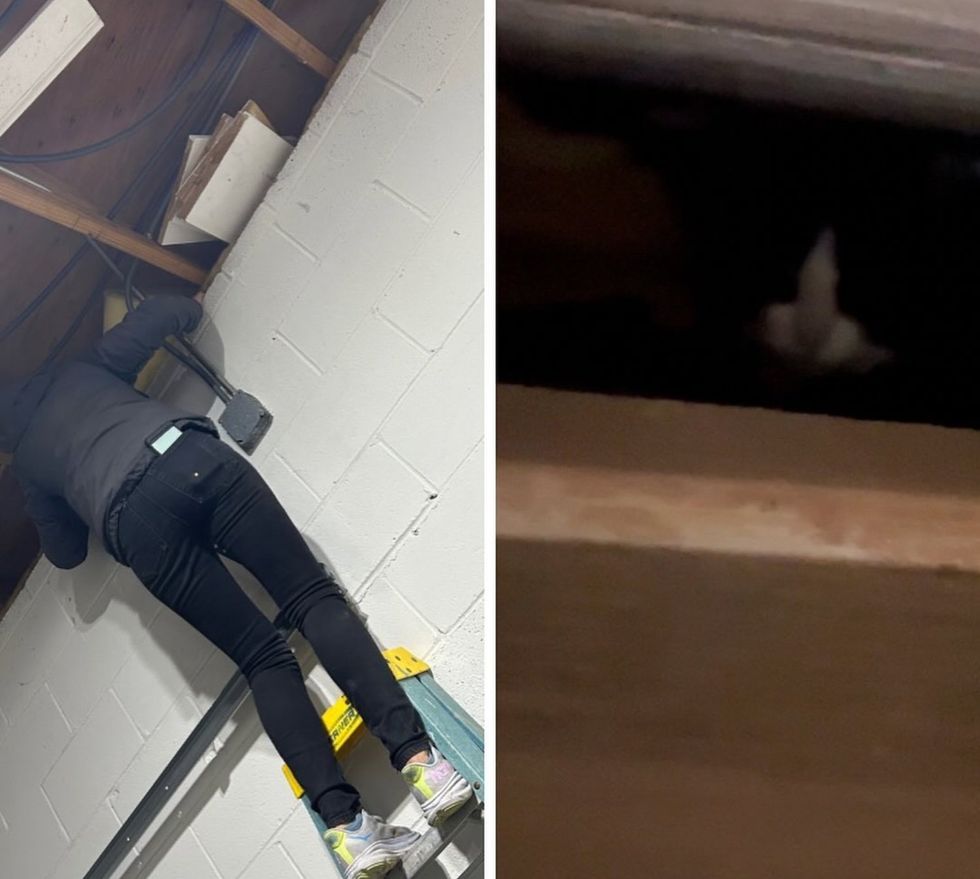 kitten hiding rafters