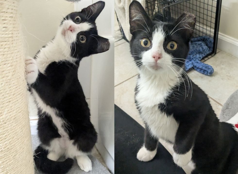 tuxedo kitten curious