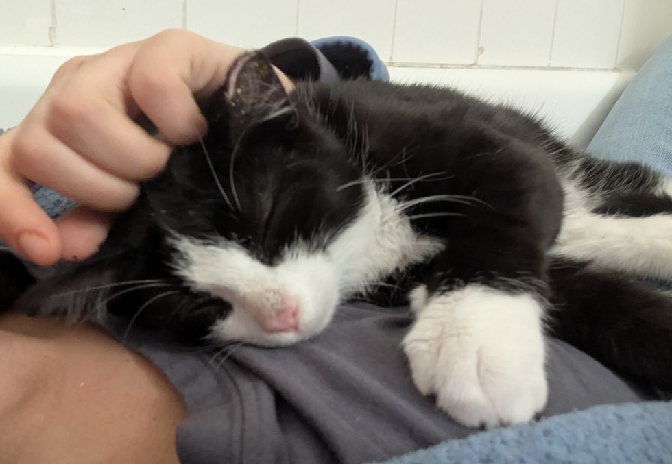 snuggly happy tuxedo kitten