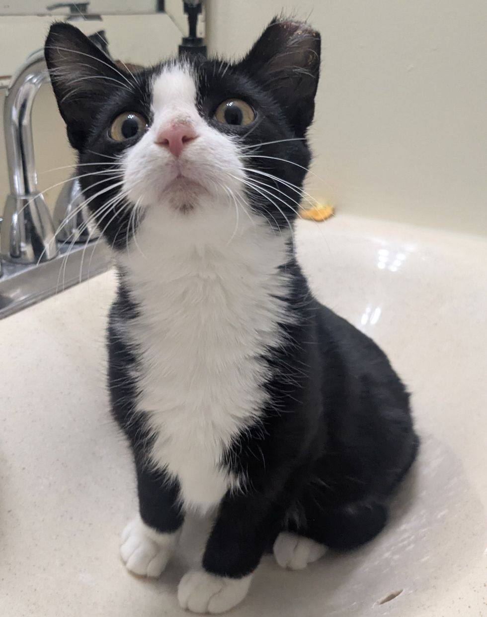 curious kitten sink