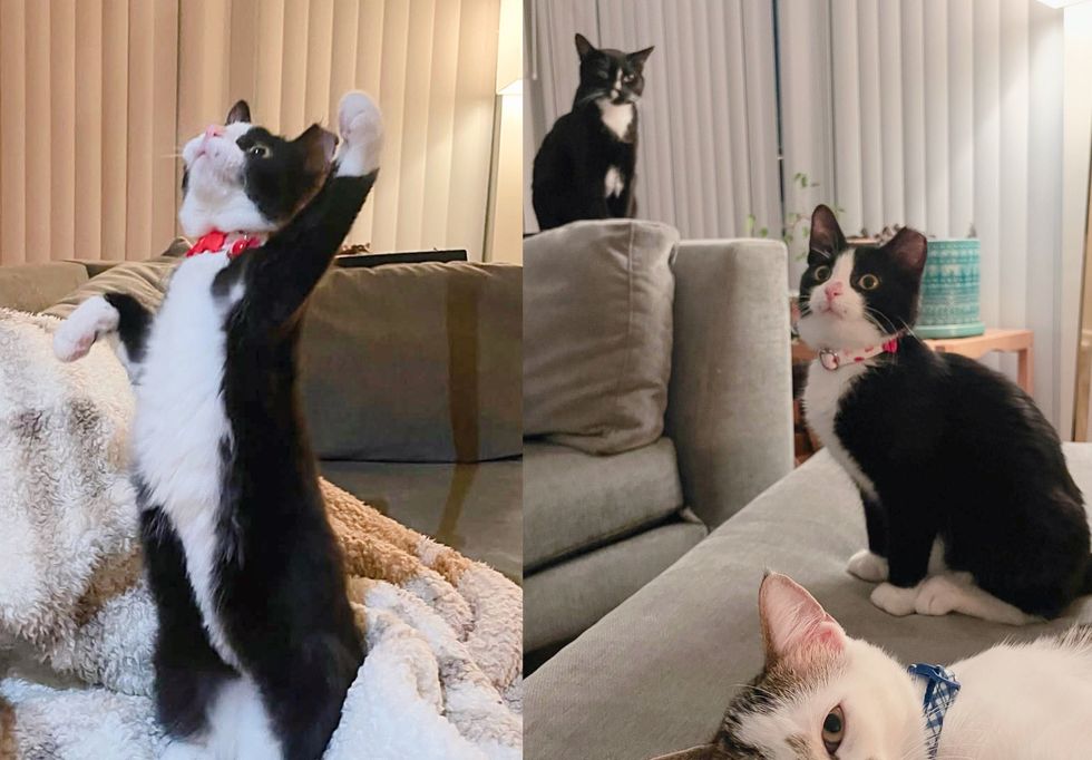 playful tuxedo kittens