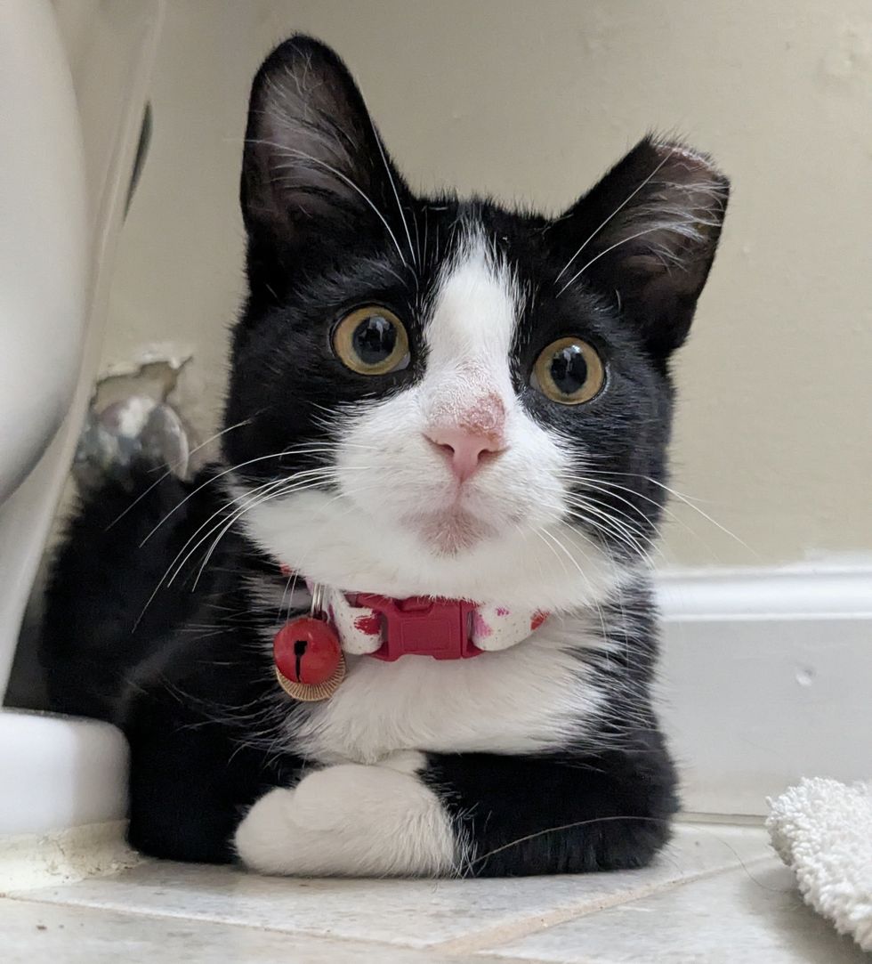 cute tuxedo kitten