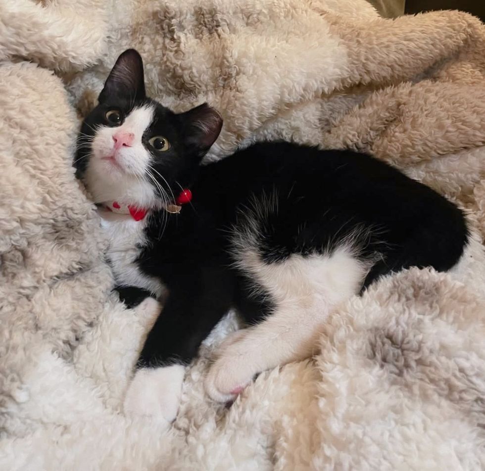 cute tuxedo kitten snuggles