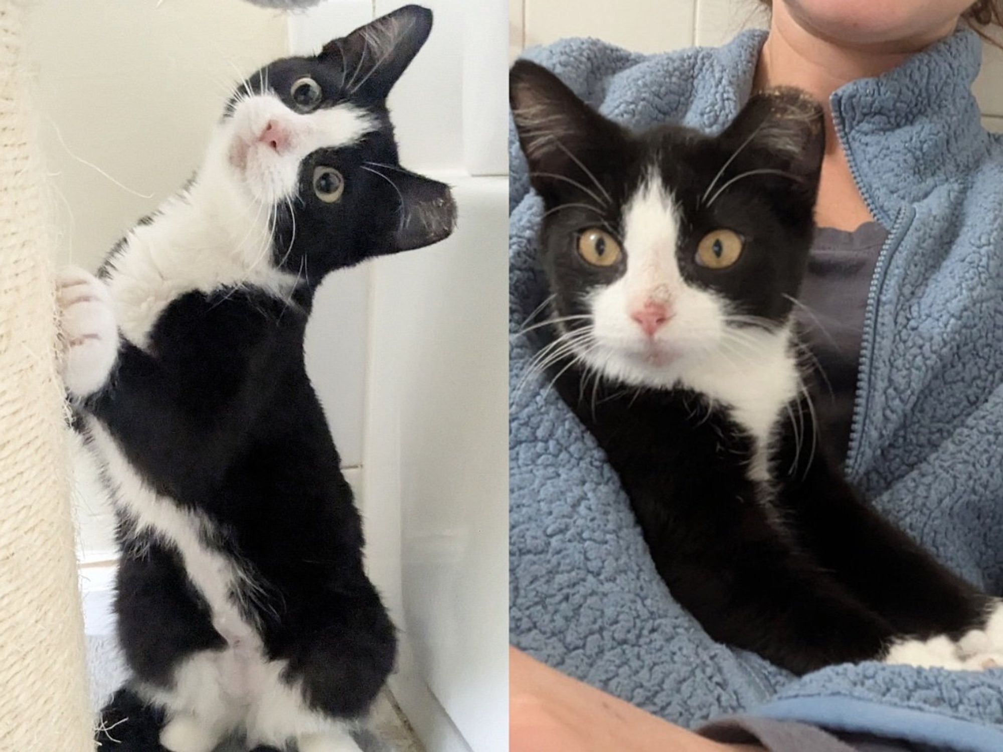 Kitten Tries to Escape Twice but Changes Once She Moves Indoors, Discovering Her New World