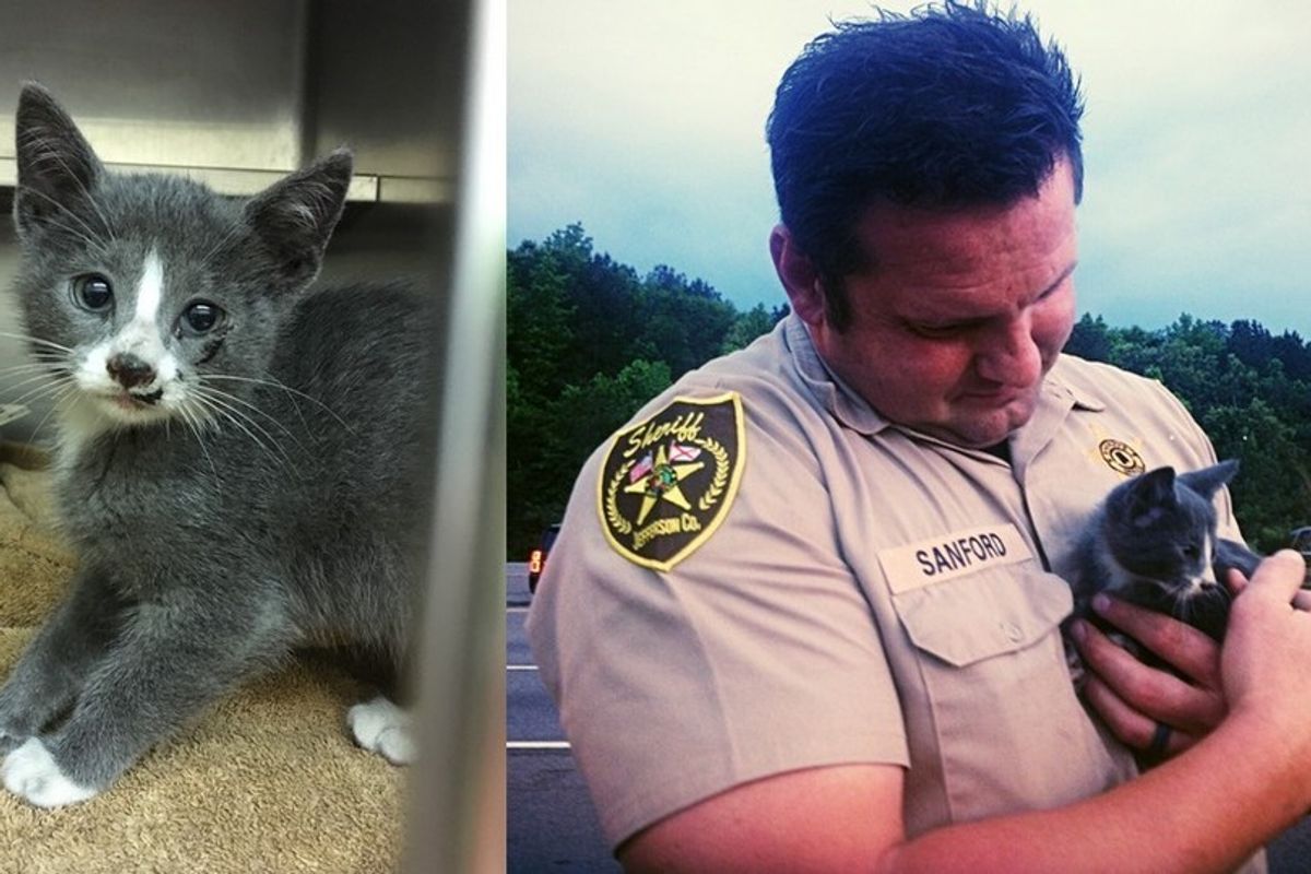 Deputy Saves Furry Stowaway, who Traveled 130 Miles in Family's Car