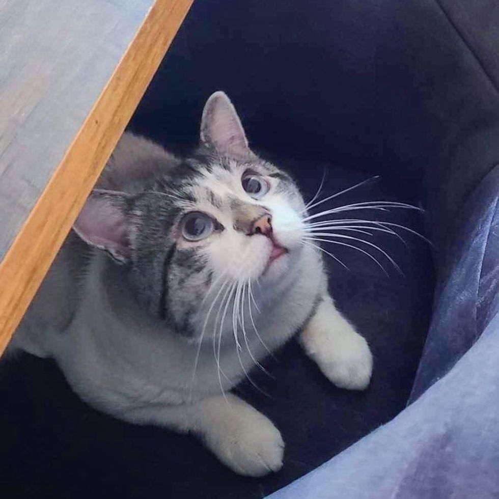 cat sitting chair siamese