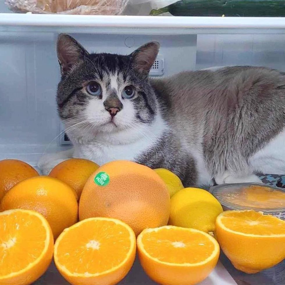 cat guards oranges fridge