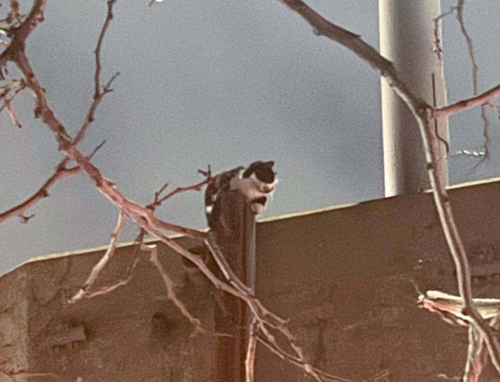 cat stranded highway