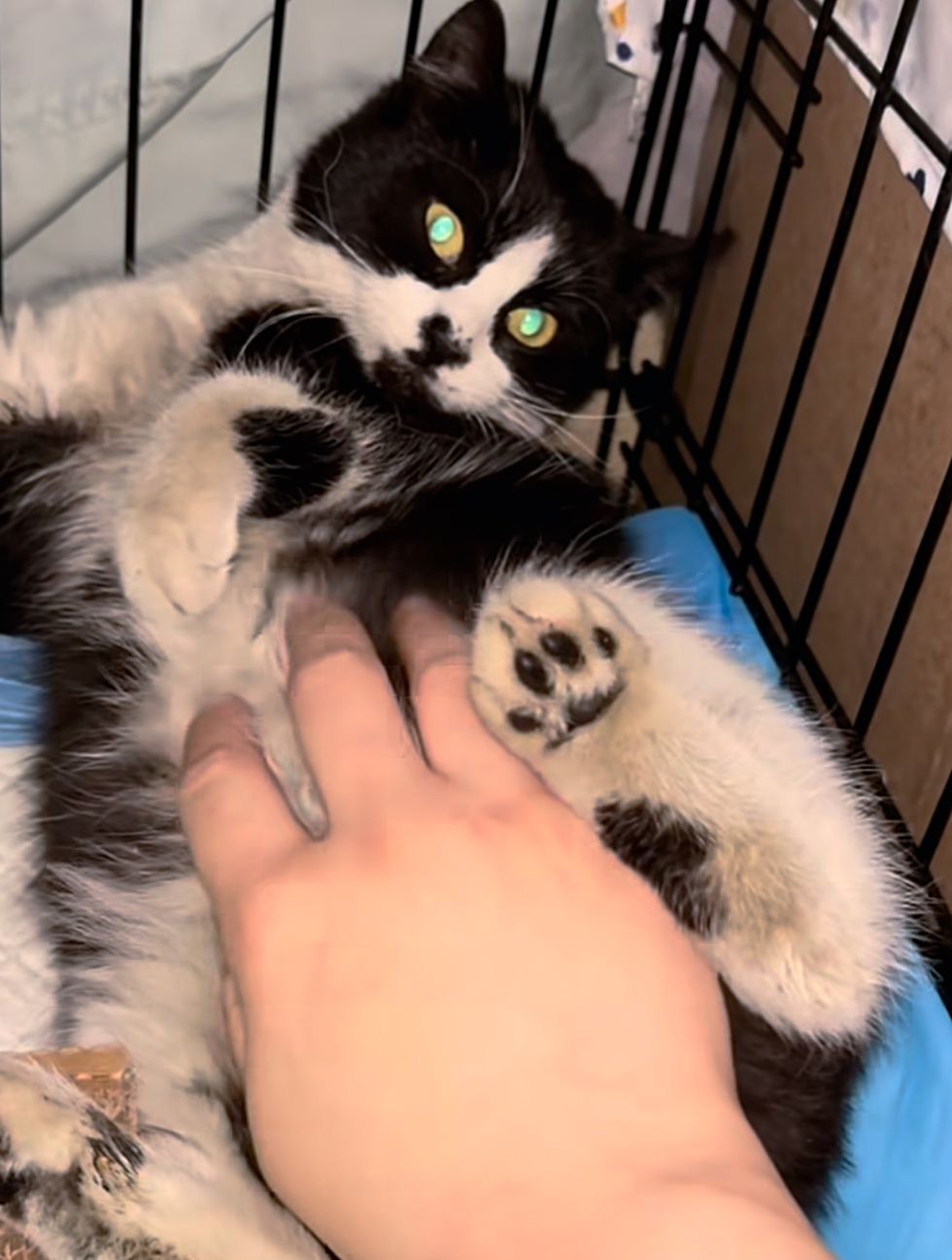 kitten rescue petting belly