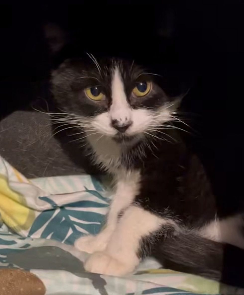 tuxedo cat socializing