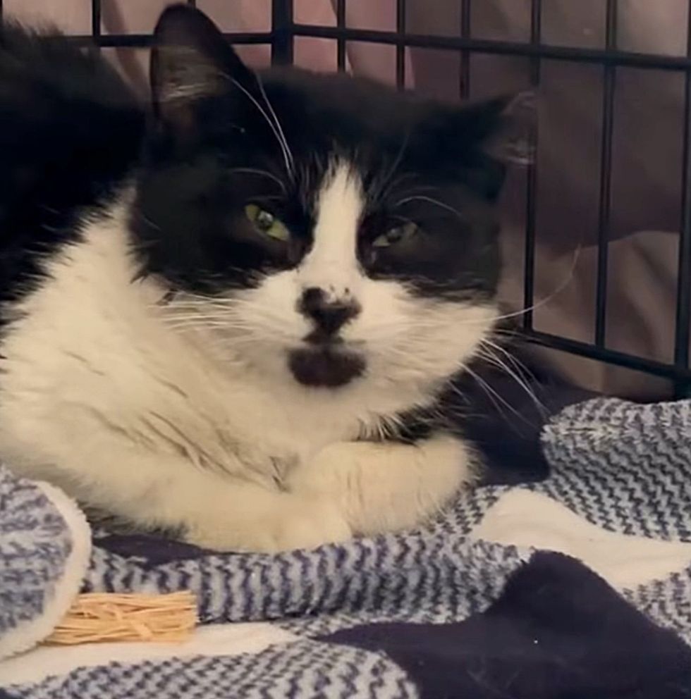 tuxedo kitten smile