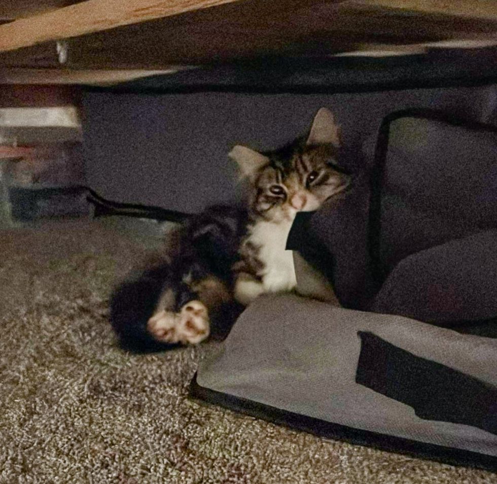 tabby kitten under bed