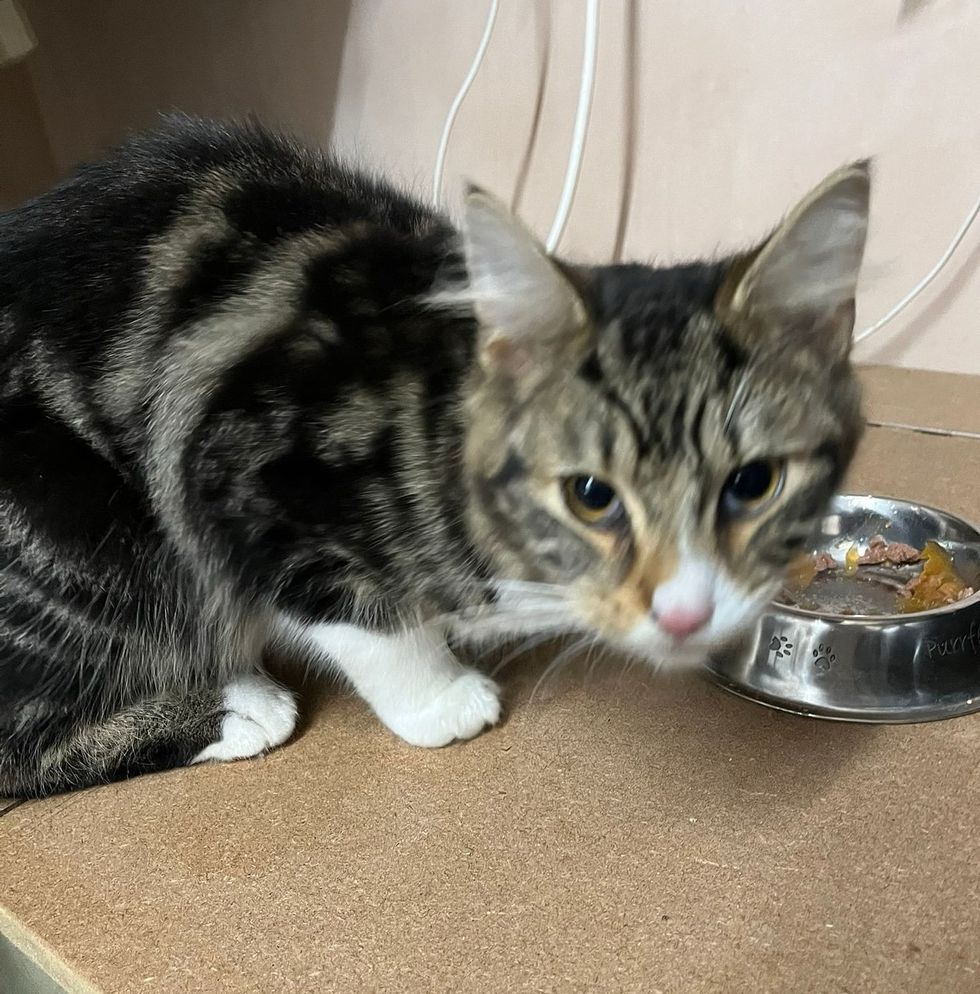 stray tabby kitten hungry