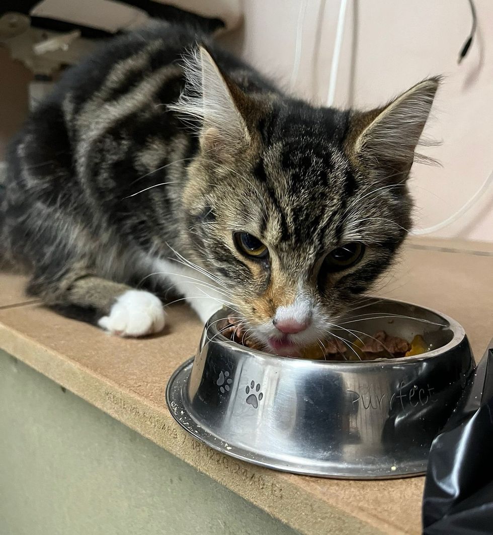 hungry tabby kitten