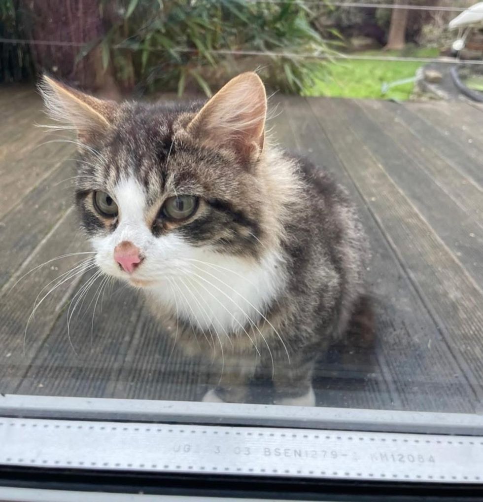 tabby fluffy cat porch