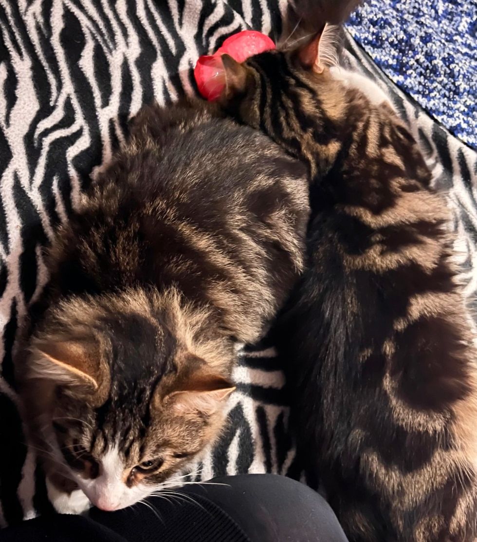 tabby cats snuggly