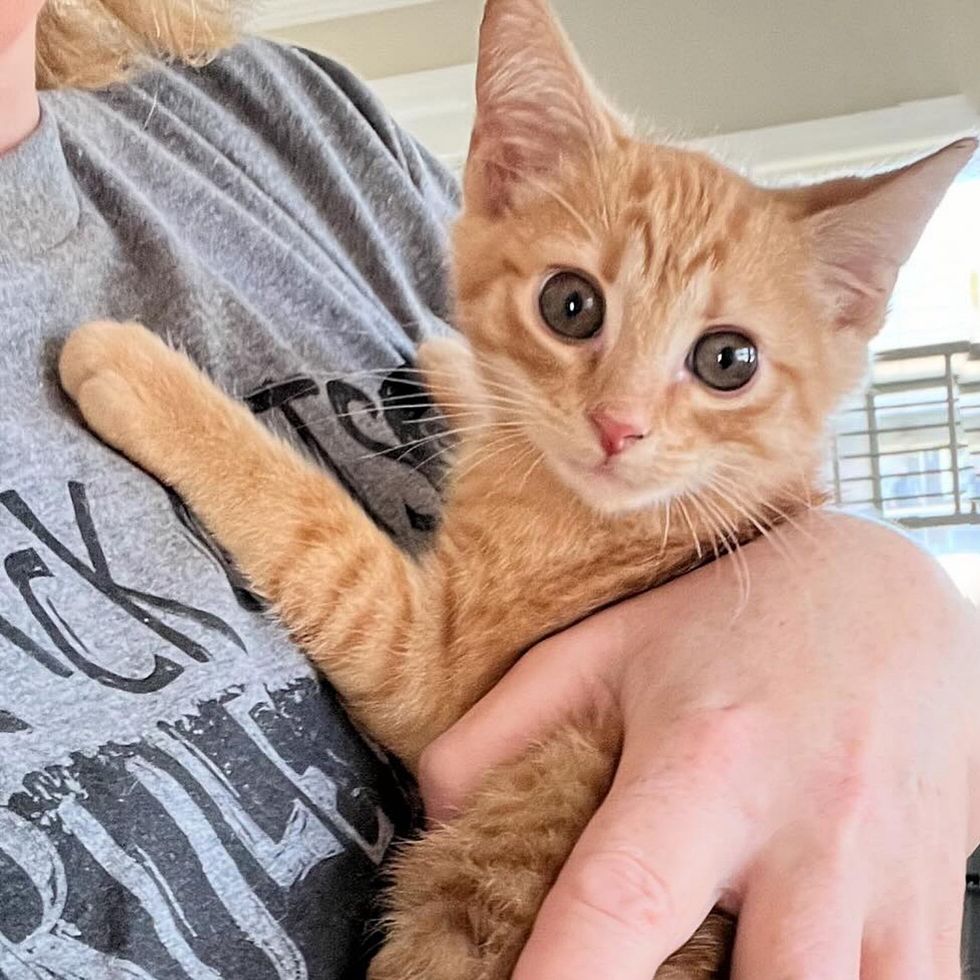 kitten snuggly tabby