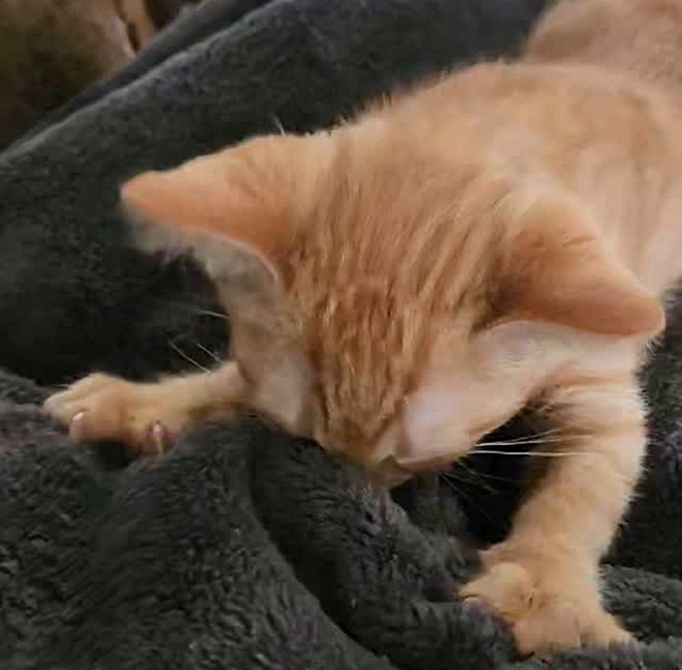 kitten kneading purring