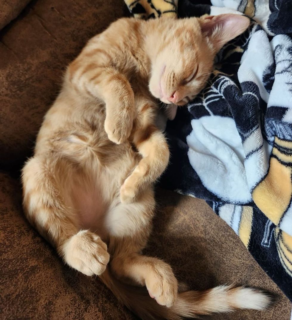 sleeping orange tabby kitten