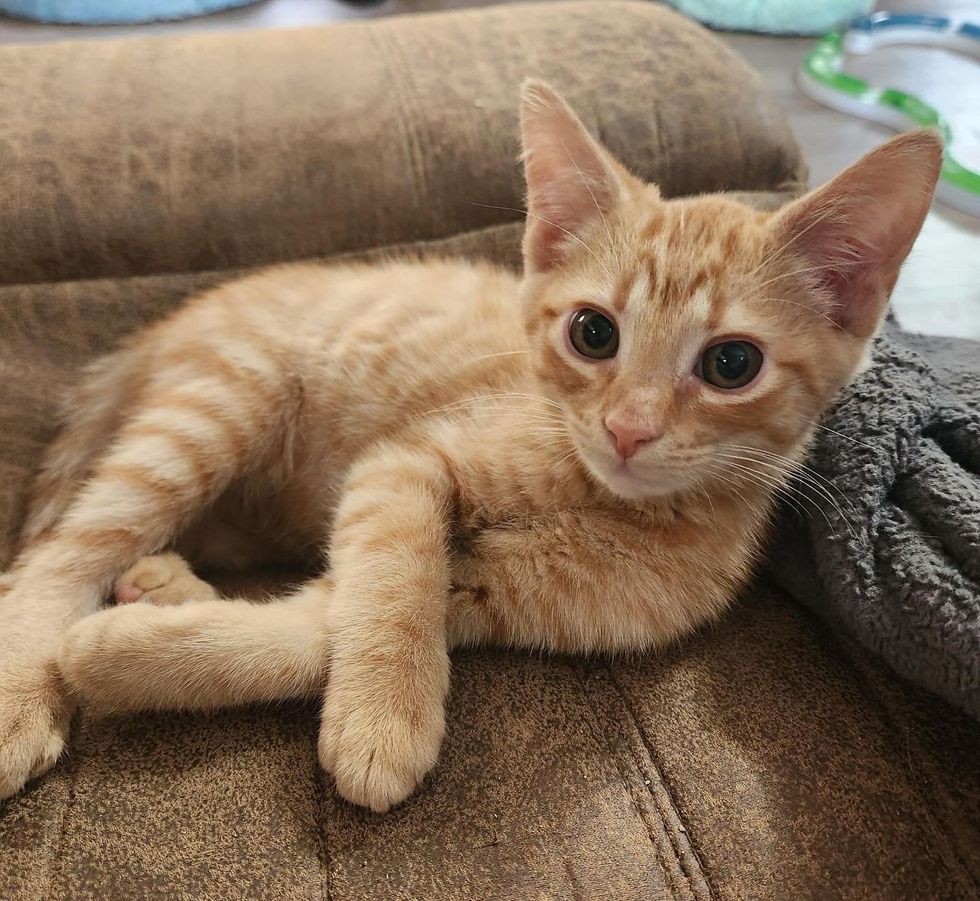 tabby orange kitten