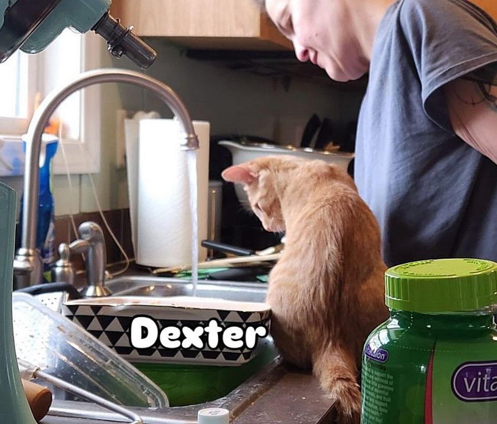 kitten curious water tap