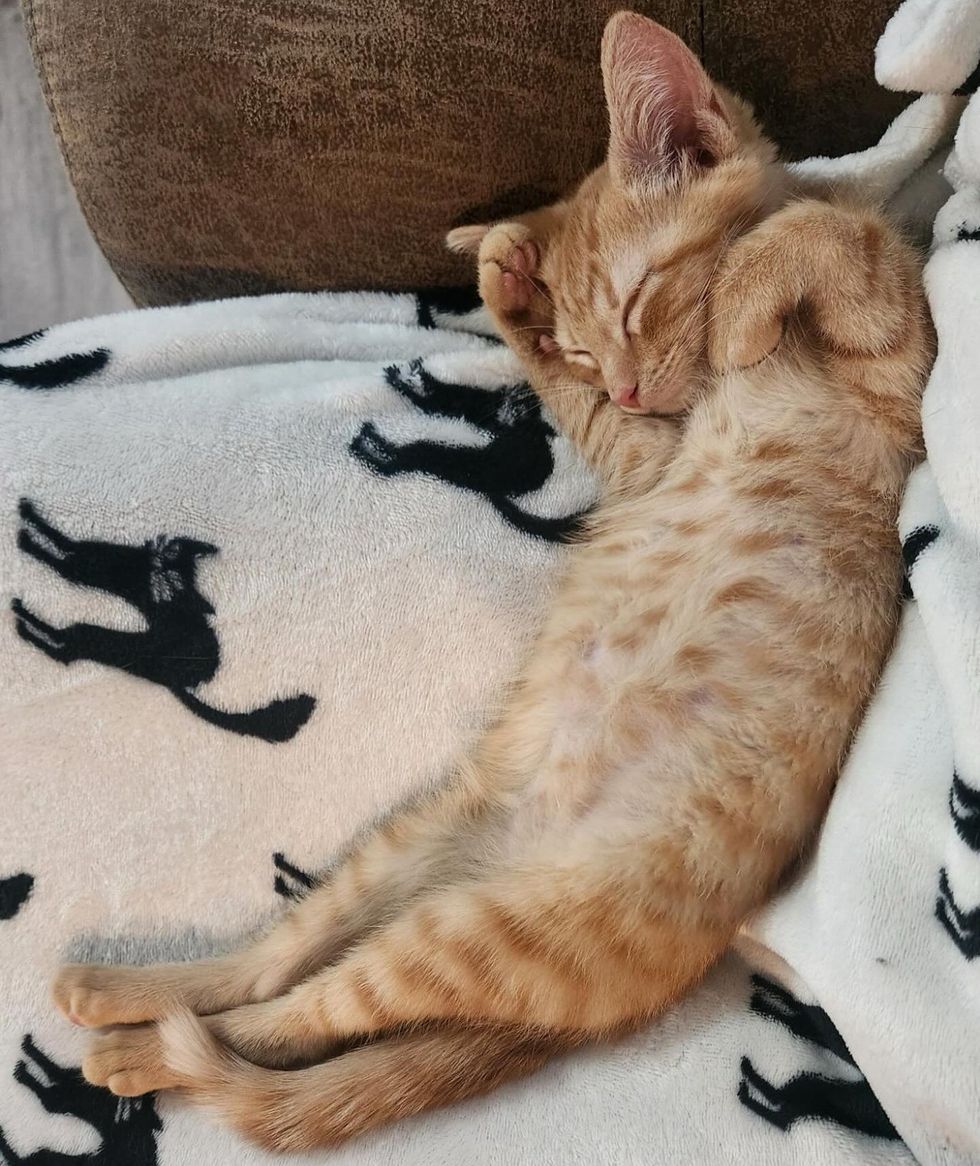 sleeping happy kitten dreaming