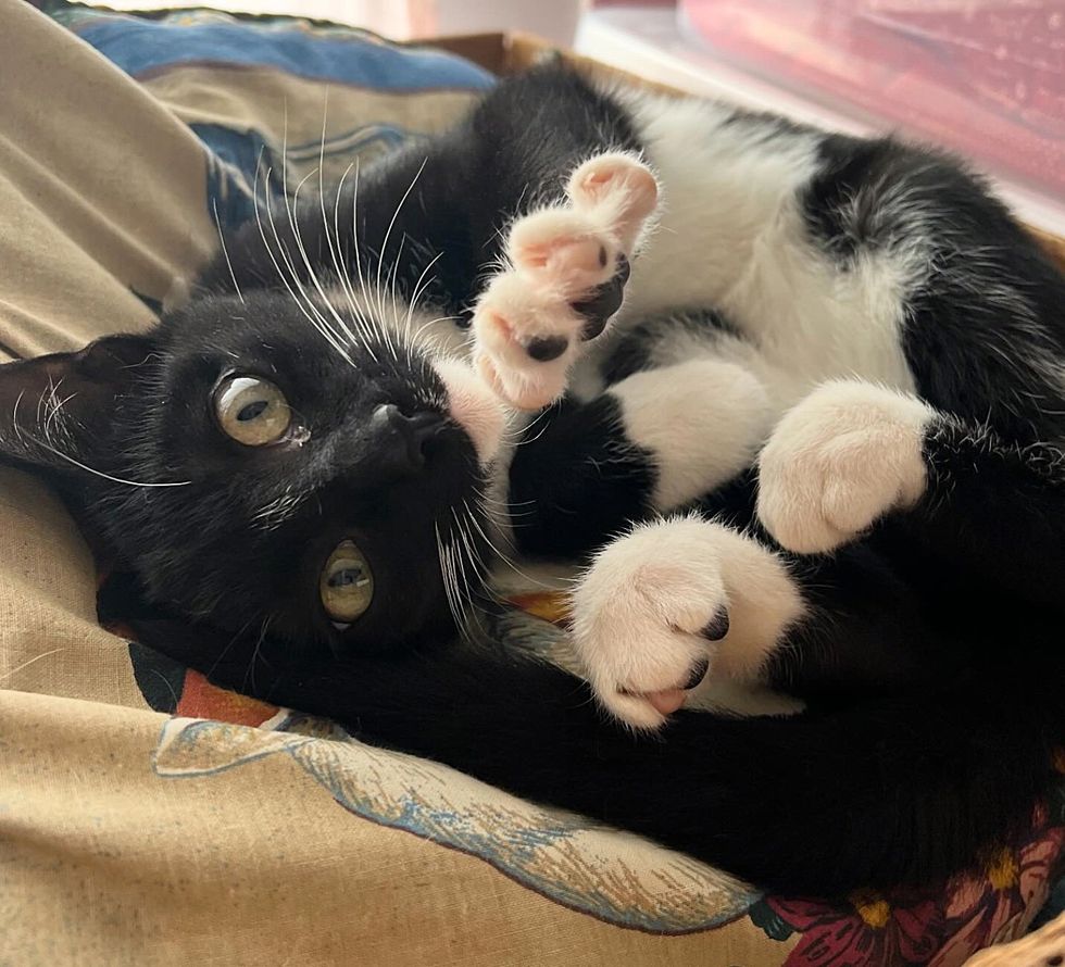 tuxedo kitten snuggly