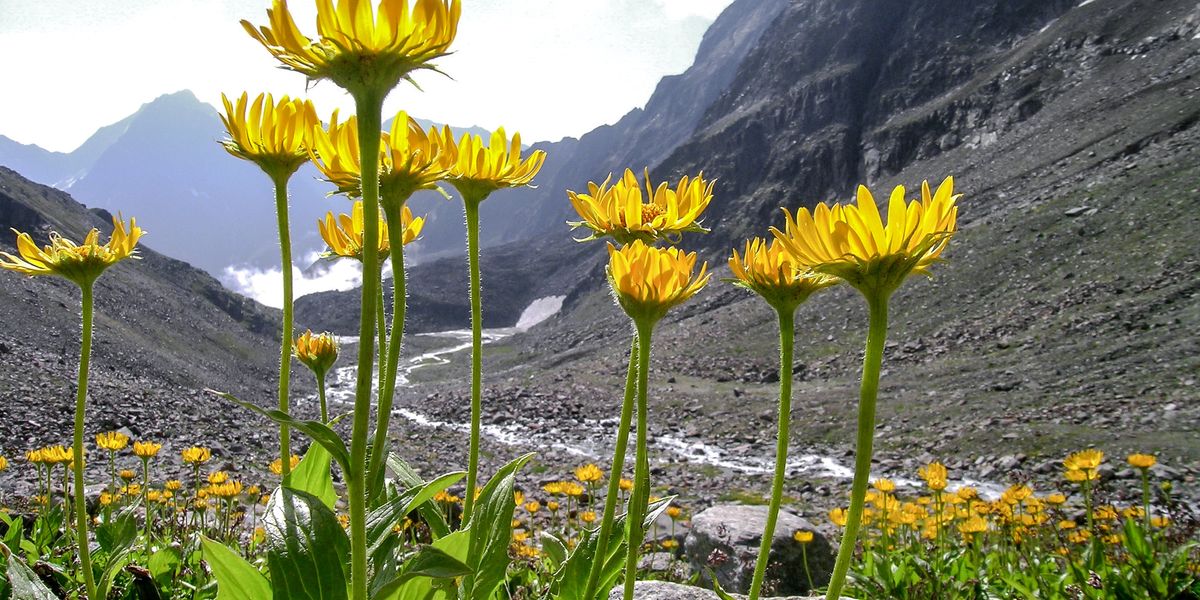 Tutti i benefici dell’arnica, la margherita di montagna panacea di lividi e traumi