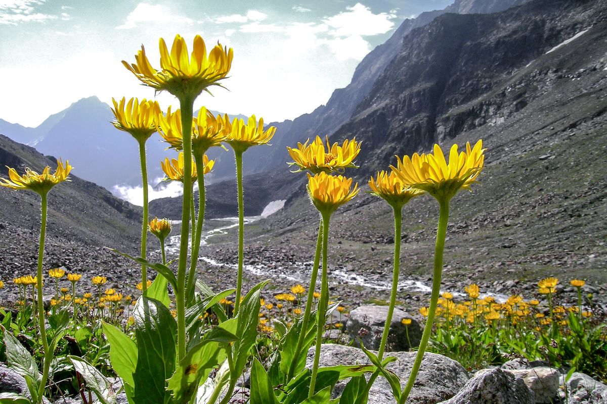 Tutti i benefici dell’arnica, la margherita di montagna panacea di lividi e traumi