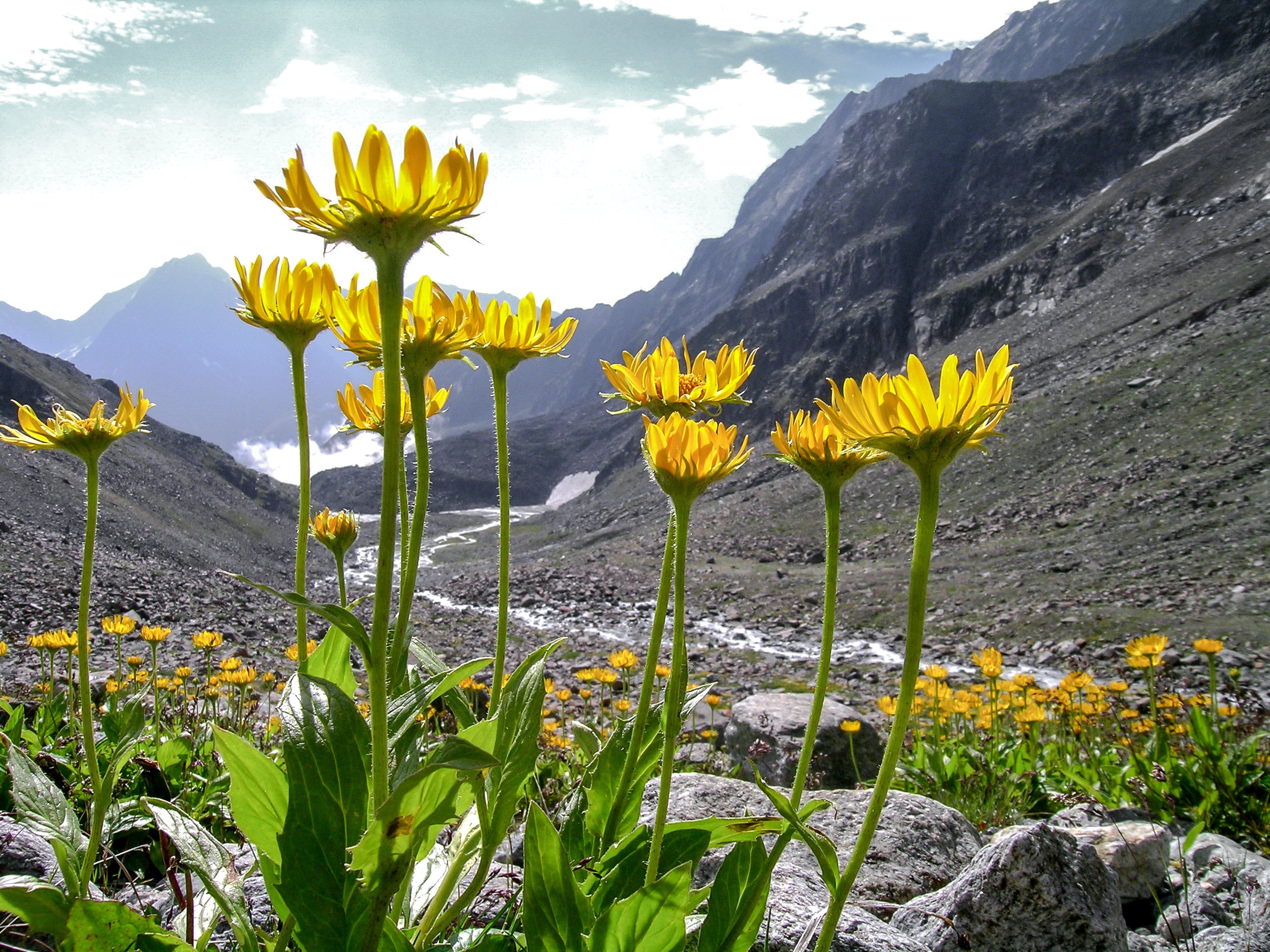 Tutti i benefici dell’arnica, la margherita di montagna panacea di lividi e traumi