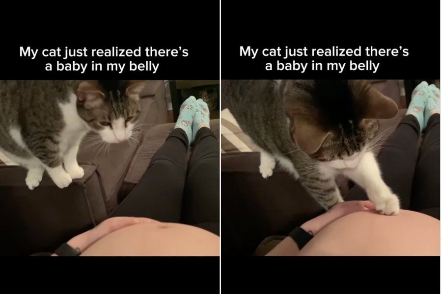 cat with pregnant woman