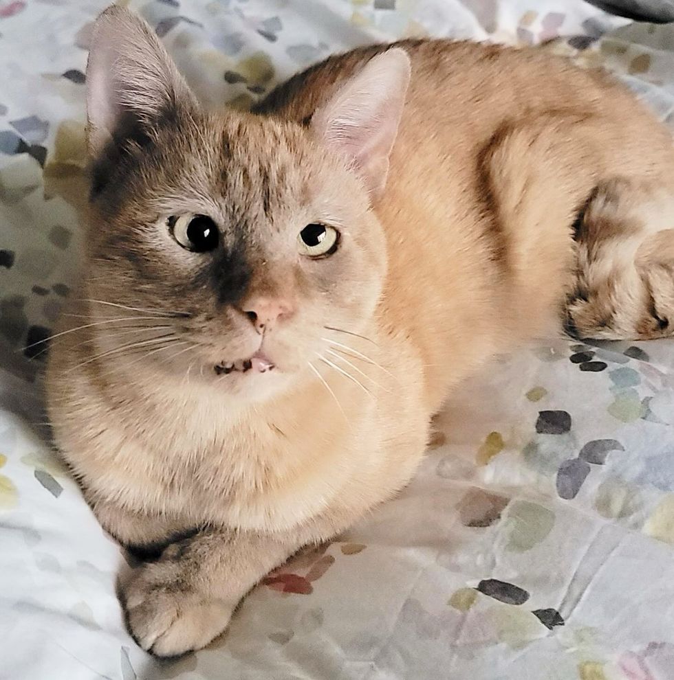 ginger tabby crossed eye cat