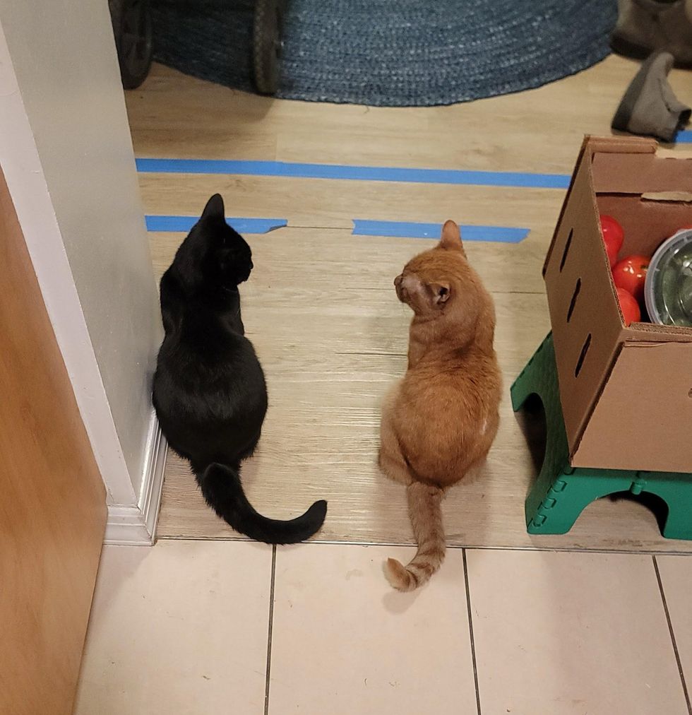 cat friends home