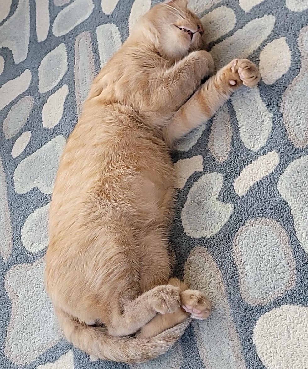 sleeping happy cat