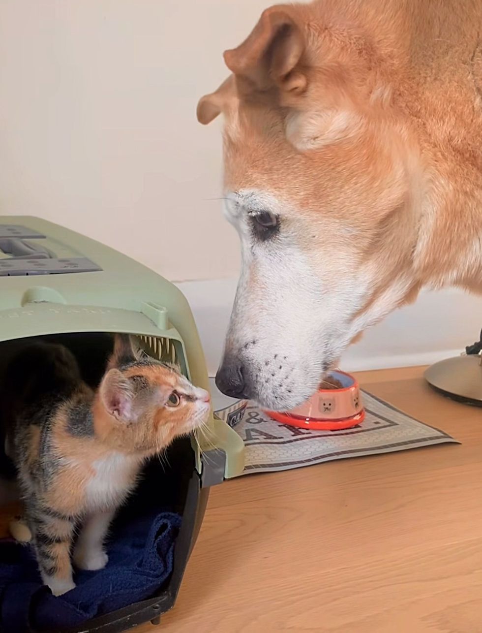 calico kitten dog