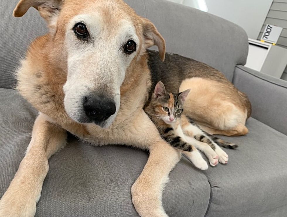 dog calico kitten snuggles