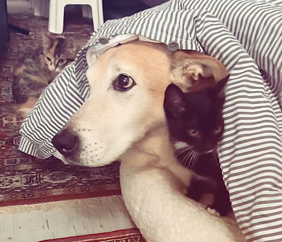 kittens dog snuggle blanket