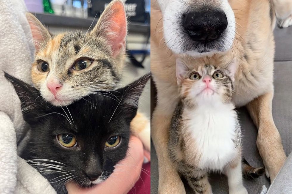 Kittens Taken Indoors and Greeted by Friend Who Believes He's Part Cat, Showing Them the Way