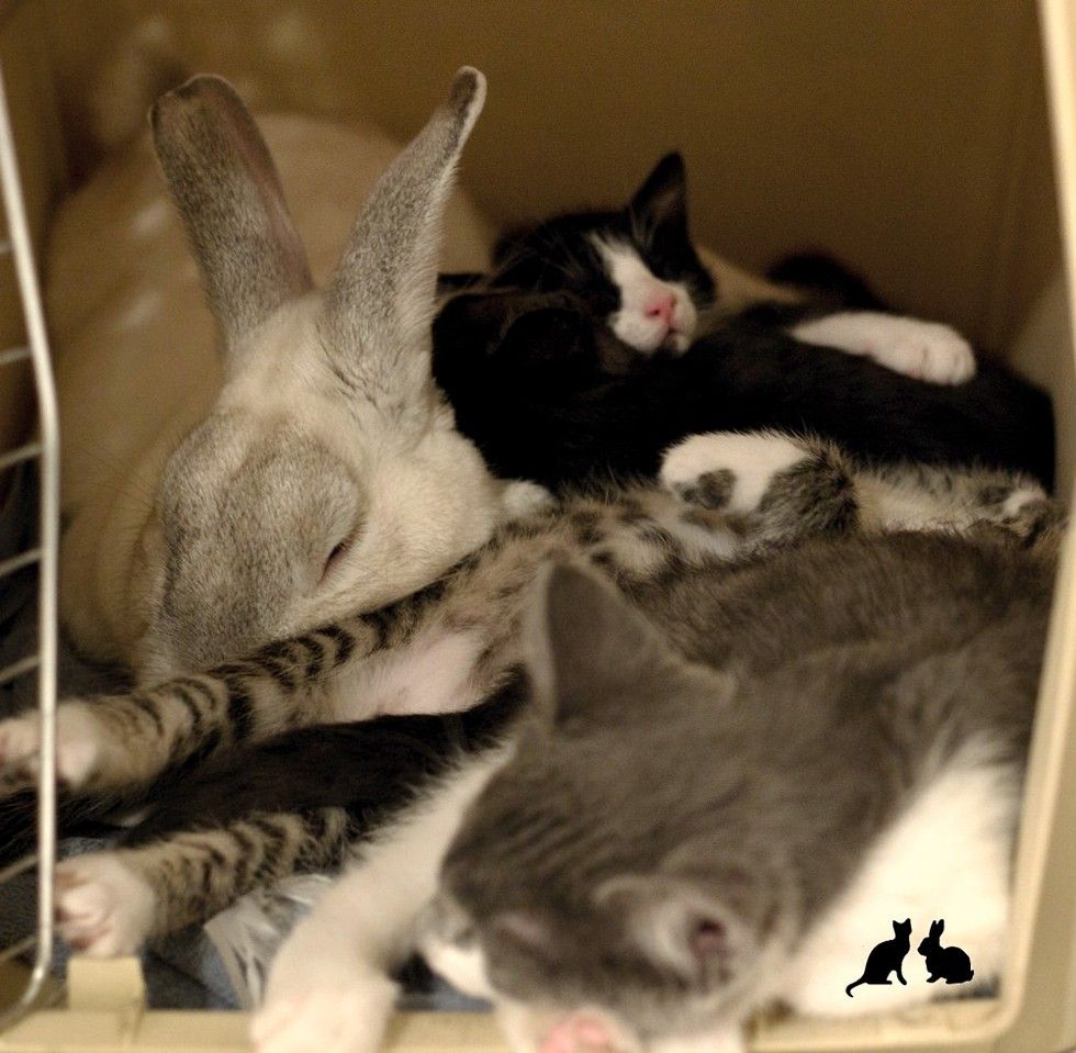 rescue kittens and bunny rabbit dad