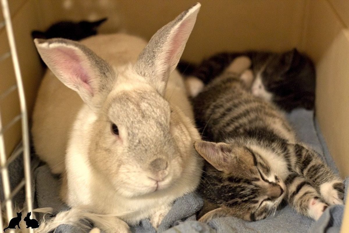 Motherless Kitties Find New 'Dad', a Rabbit Named Marlowe