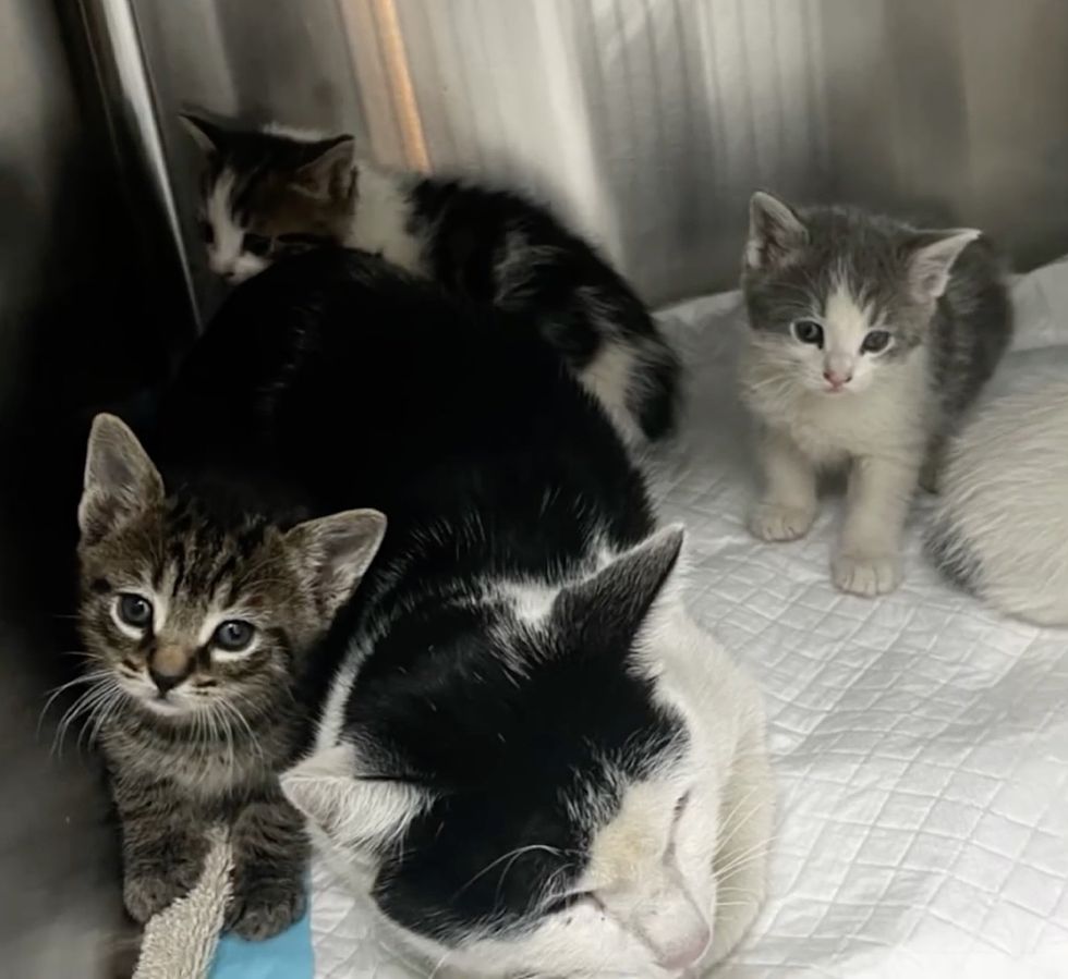 kittens cat rescue