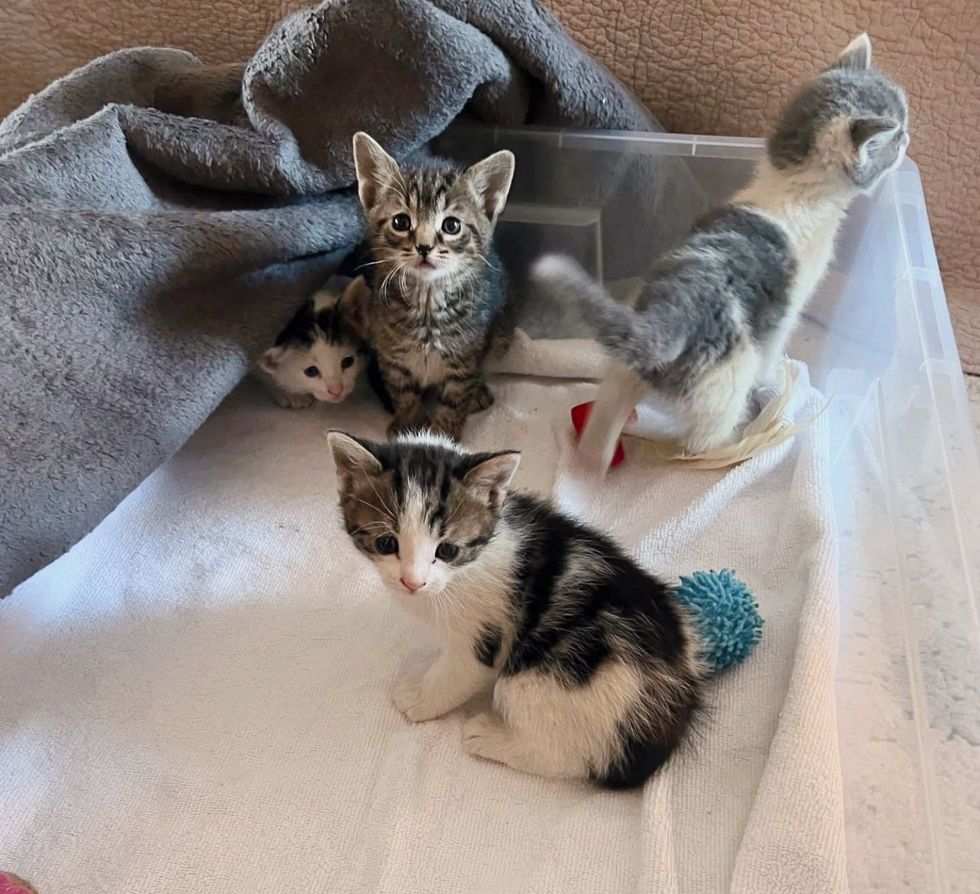 kittens blanket exploring