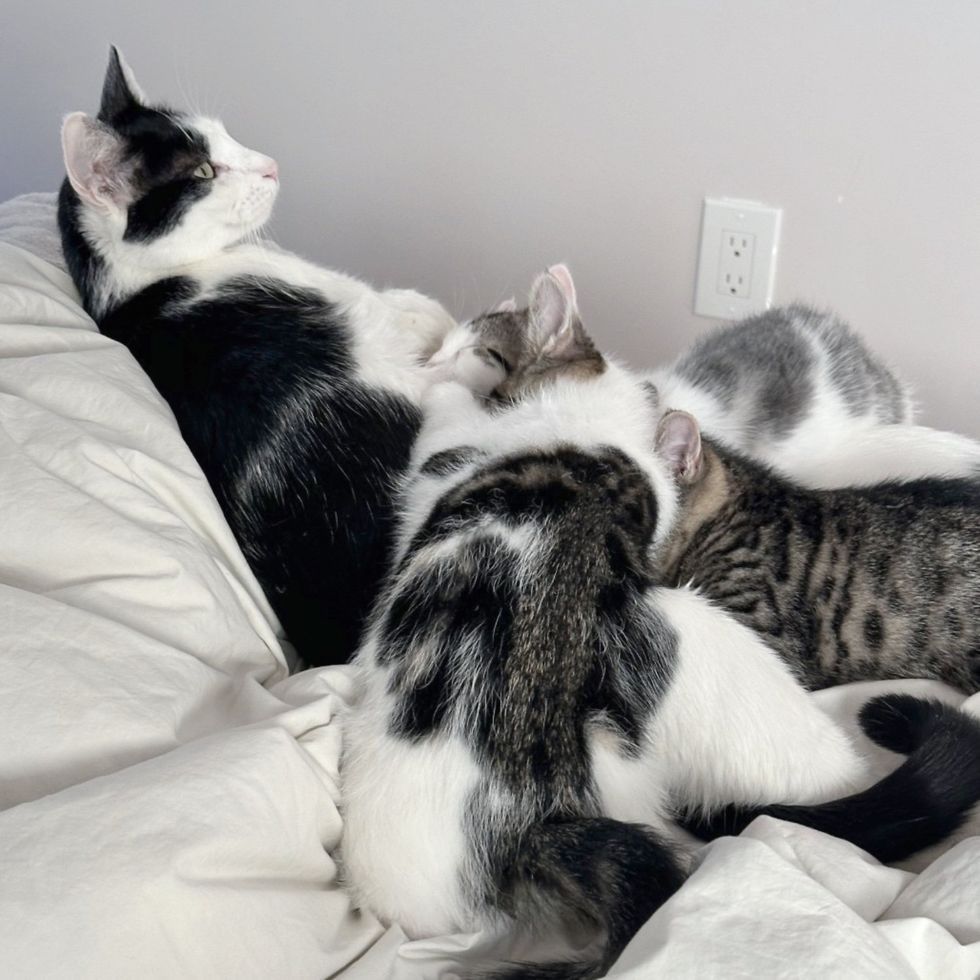 cat mom nursing kittens