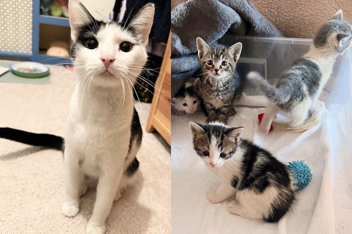 Cat Sneaks into Car Tire to Have Kittens, Person Welcomes Them with Open Arms, Changing Their World Forever