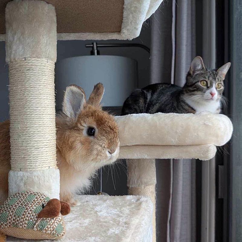 bunny cat watching window